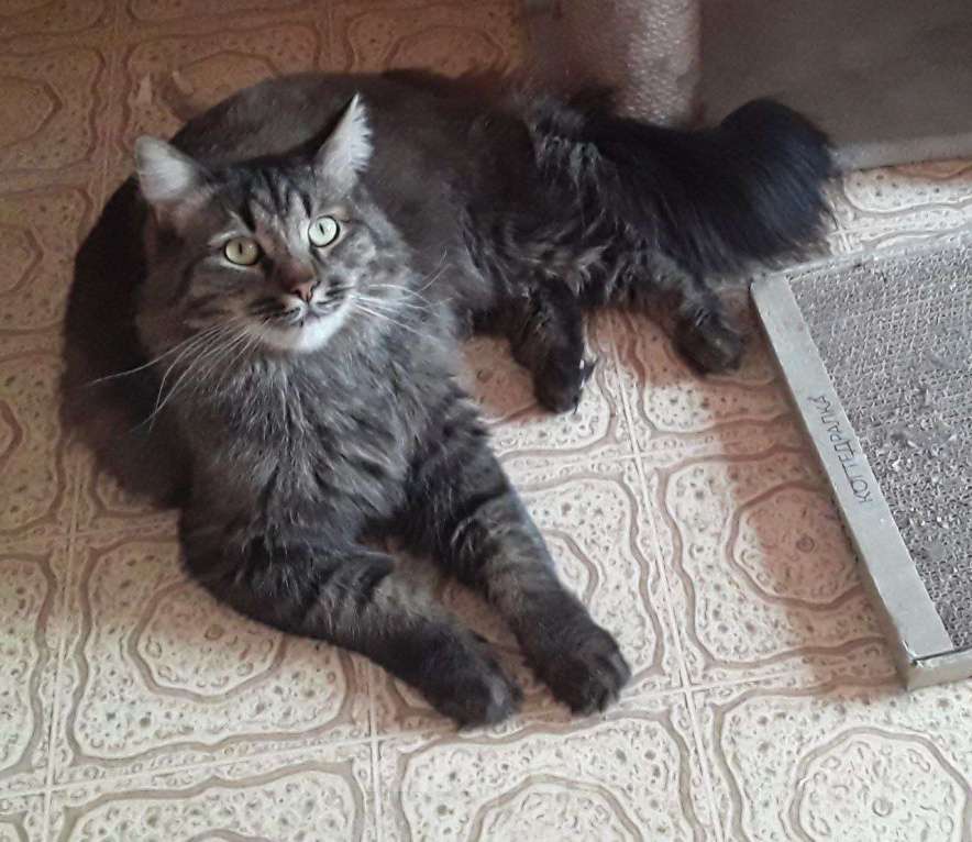 Кошки в Москве: Василек царь всего, ищет любящую семью Мальчик, Бесплатно - фото 1