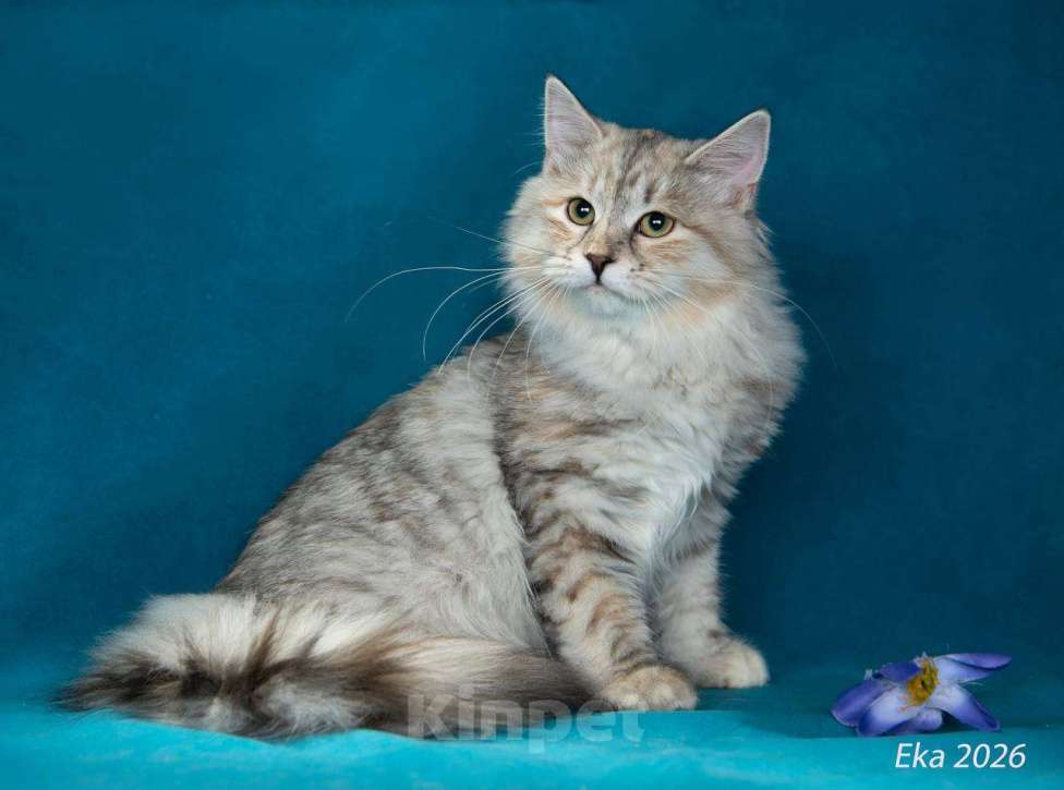 Кошки в Королеве: Сибирский котенок, девочка Девочка, 65 000 руб. - фото 3