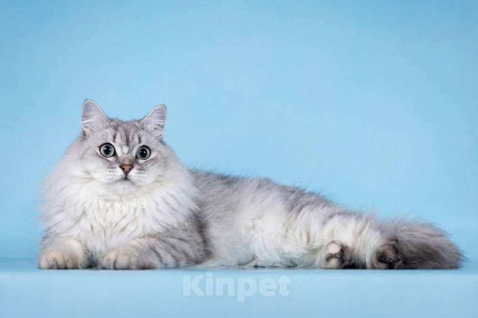 Кошки в Москве: Ласковый котик Ринальдо в добрые руки Мальчик, Бесплатно - фото 7