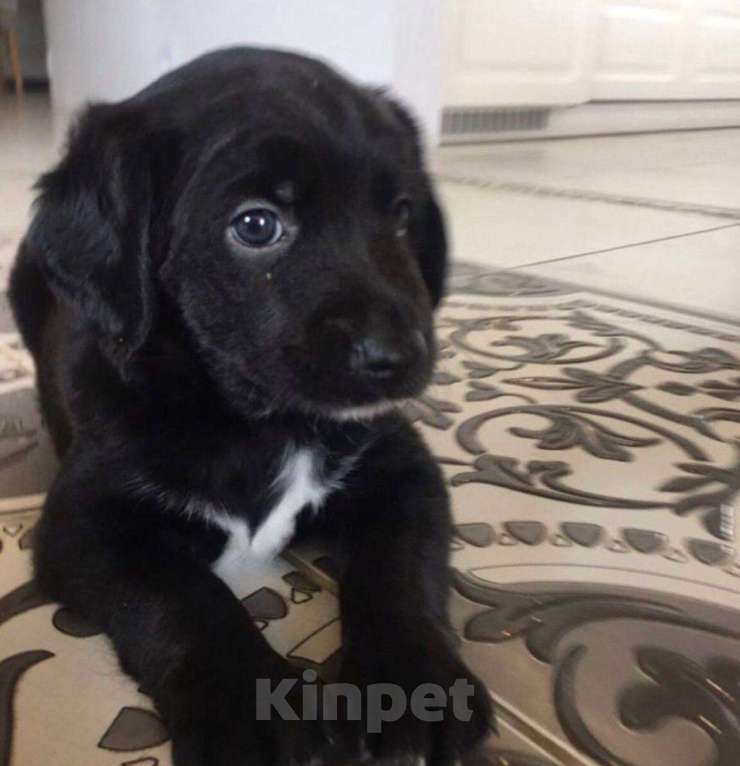 Собаки в Нижнем Новгороде: Очаровательные щенята. Продам в Хорошие руки щенят от мамы спаниеля, щенята воспитанные Мальчик, 1 500 руб. - фото 3