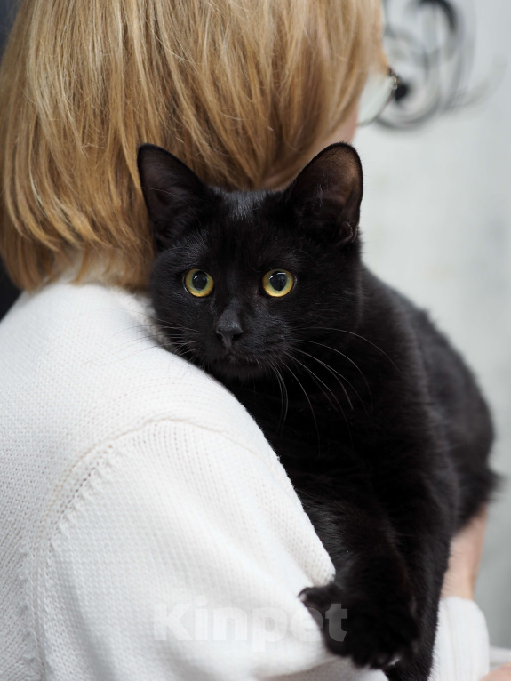 Кошки в Москве: Нежный и ласковый котёнок в добрые руки  Мальчик, Бесплатно - фото 1