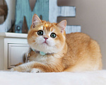 Кошки в Владивостоке: Золотая британская шиншилла Девочка, 130 000 руб. - фото 4