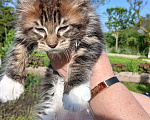 Кошки в Новоалександровске: Чистокровные котята мейн-кун 🐾 Мальчик, 30 000 руб. - фото 2