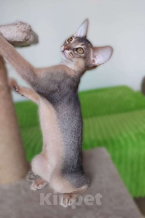 Кошки в Москве: Абиссинская девочка Девочка, 60 000 руб. - фото 3