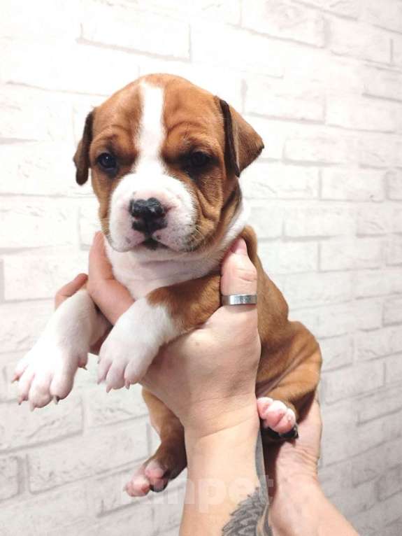 Собаки в Краснодаре: Американский стаффордширский терьер щенок  Мальчик, 80 000 руб. - фото 1