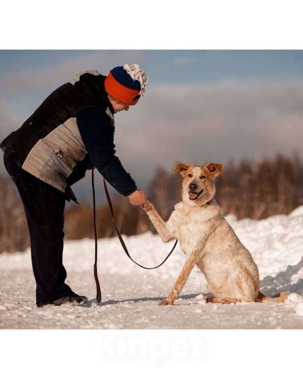 Собаки в других городах Московской области: Привет, я Сильвестр :) Мальчик, Бесплатно - фото 9