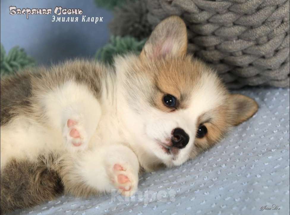 Собаки в Москве: Чакибусенок #3 невероятно мимимишная маленькая малышка, с добрым сердцем и желанием всем нравиться Девочка, Бесплатно - фото 2