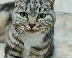 Кошки в Лобне: Кошечка со сложной судьбой в добрые руки  Девочка, Бесплатно - фото 2