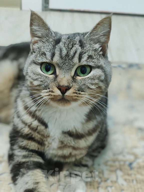 Кошки в Лобне: Кошечка со сложной судьбой в добрые руки  Девочка, Бесплатно - фото 2