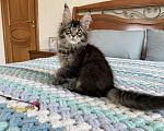 Кошки в Кургане: Котик мейн чёрный тикированный Мальчик, 40 000 руб. - фото 7