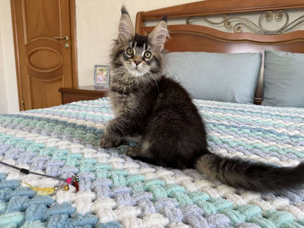 Кошки в Кургане: Котик мейн чёрный тикированный Мальчик, 40 000 руб. - фото 7
