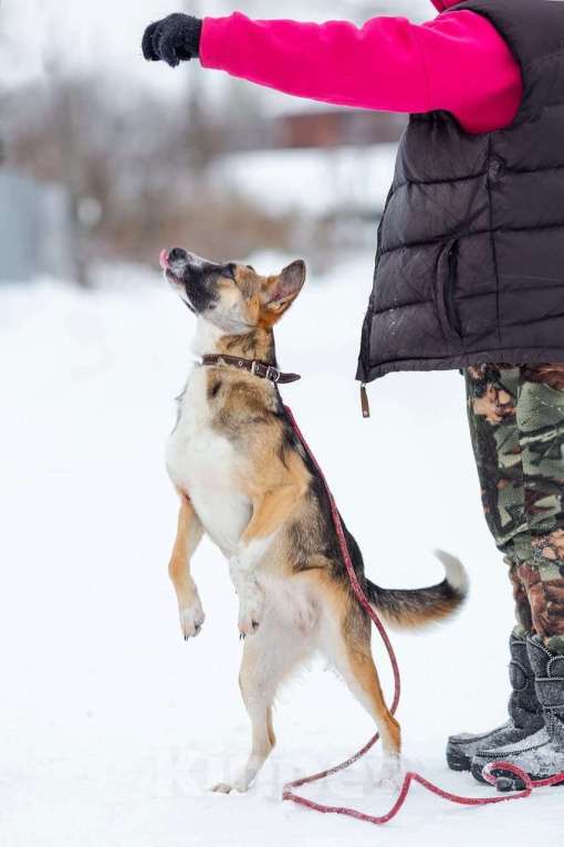 Собаки в Белоозёрском: ЛИНДИ (Далила) Девочка, 2 руб. - фото 8