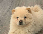 Собаки в Ульяновске: Прекрасная девочка Альма Девочка, 40 000 руб. - фото 1