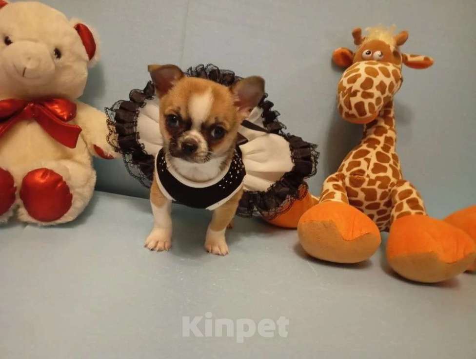 Собаки в Москве: Щенок чихуахуа, девочка Девочка, 50 000 руб. - фото 1