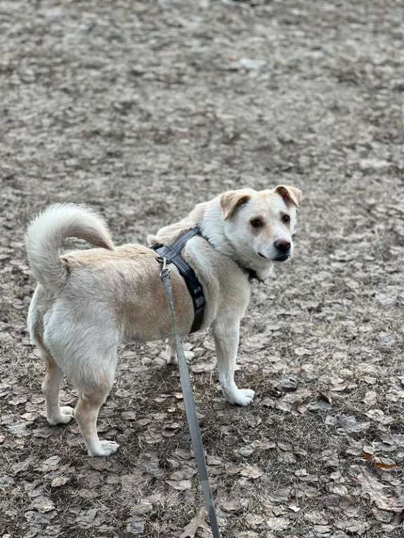 Собаки в Москве: Белый коротколапик Тако в добрые руки Мальчик, 1 руб. - фото 7