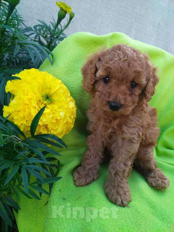 Собаки в Воронеже: Той-пудель  Мальчик, Бесплатно - фото 4