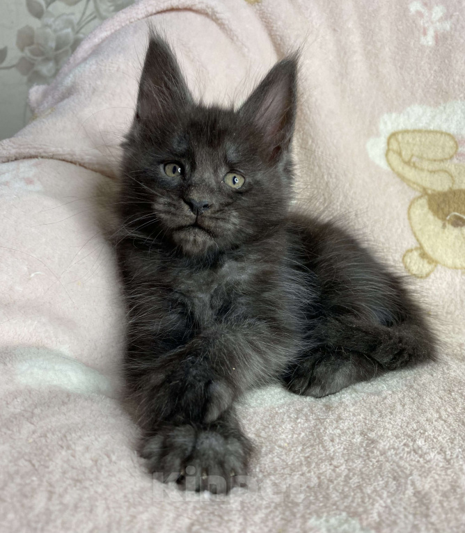 Кошки в Дмитрове: Черный дымчатый мальчик Yaromir Мальчик, 50 000 руб. - фото 1