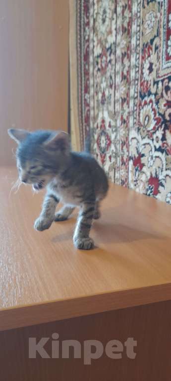 Кошки в Оренбурге: Продажа котёнка Мальчик, 5 000 руб. - фото 1