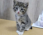 Кошки в Санкт-Петербурге: Глазастое чудо Мышка, милый домашний котенок в добрые руки Девочка, 10 руб. - фото 2