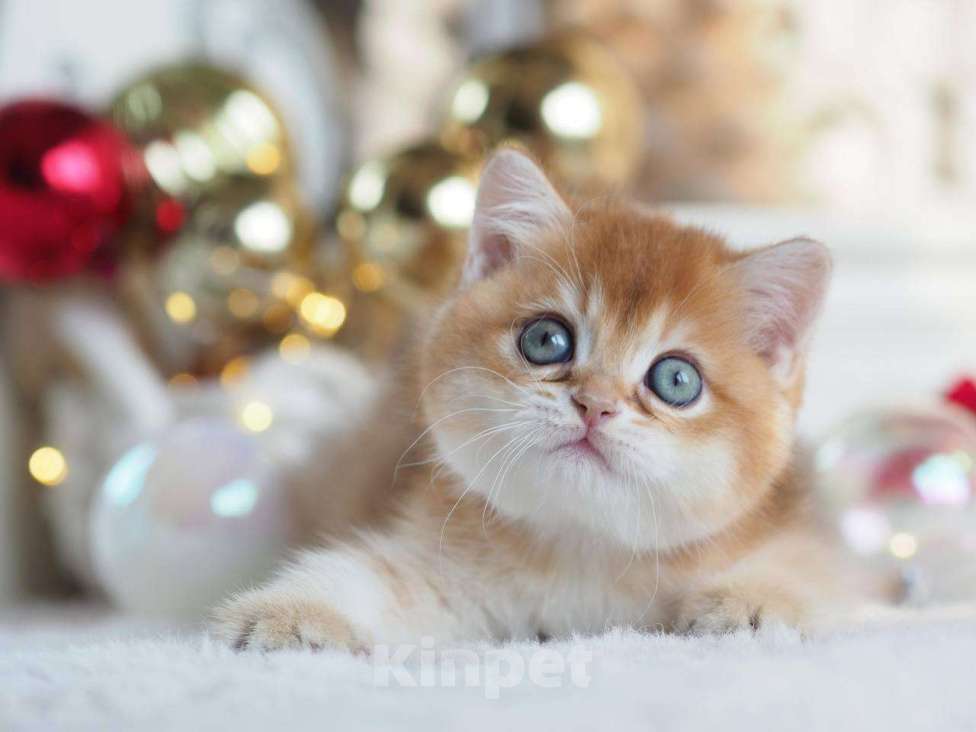 Кошки в Москве: Британская девочка Фианита Девочка, 150 000 руб. - фото 1