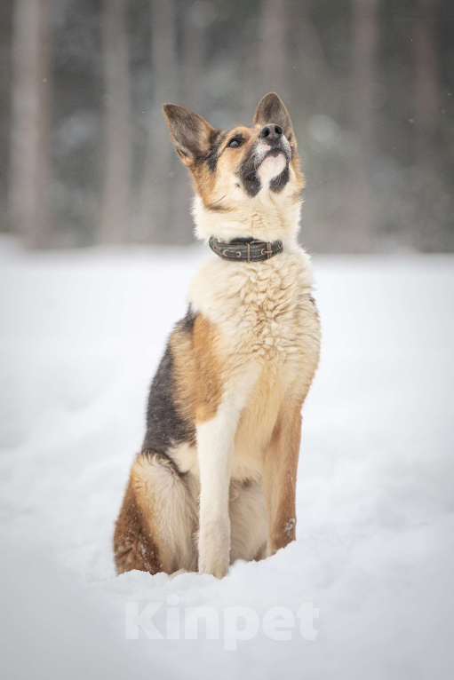 Собаки в Клине: Кокос — добрый и звонкий мальчишка в поисках самого лучшего хозяина Мальчик, Бесплатно - фото 4