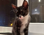 Кошки в Саранске: Котенок (девочка) ищет дом Девочка, Бесплатно - фото 1