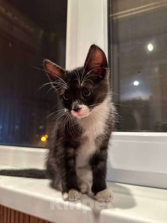 Кошки в Саранске: Котенок (девочка) ищет дом Девочка, Бесплатно - фото 1