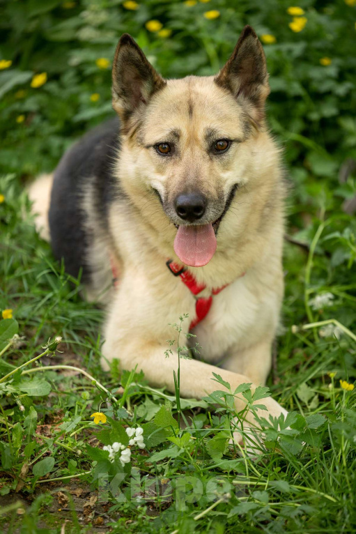 Собаки в Москве: Пеппи ищет дом Девочка, Бесплатно - фото 6