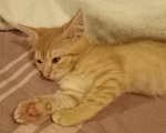 Кошки в Мытищах: Кошечка ,, Зося,, 2 месяца.Отдам в добрые руки. Девочка, Бесплатно - фото 4