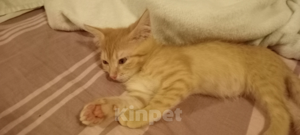 Кошки в Мытищах: Кошечка ,, Зося,, 2 месяца.Отдам в добрые руки. Девочка, Бесплатно - фото 4