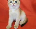 Кошки в Ореховом-Зуево: Золотые шотландские котята, 30 000 руб. - фото 1