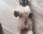 Кошки в Новочебоксарске: Ищем кошку для вязки, 500 руб. - фото 4