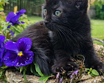Кошки в Москве: Котенок Магги, 2 месяца, окрас черный мрамор Девочка, Бесплатно - фото 6