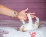 Кошки в Москве: Котёнок Семён ищет дом  Мальчик, Бесплатно - фото 10