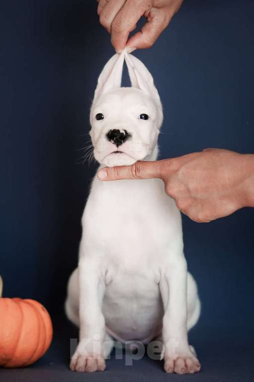 Собаки в Челябинске: Аргентинский дог щенки Мальчик, Бесплатно - фото 5