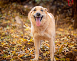 Собаки в Москве: Таша - смелая и нежная малышка из приюта в добрые руки Девочка, Бесплатно - фото 2
