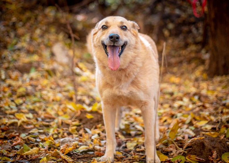 Собаки в Москве: Таша - смелая и нежная малышка из приюта в добрые руки Девочка, Бесплатно - фото 2