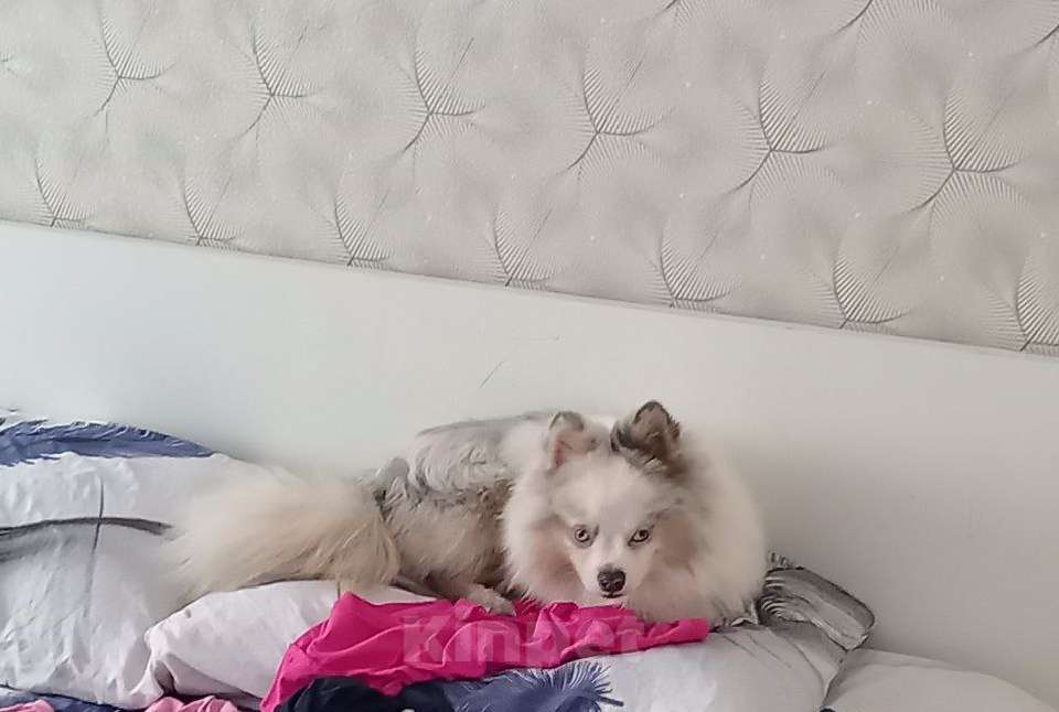 Собаки в Санкт-Петербурге: Замечательный шпицемальчик срочно ищет семью Мальчик, 14 000 руб. - фото 4