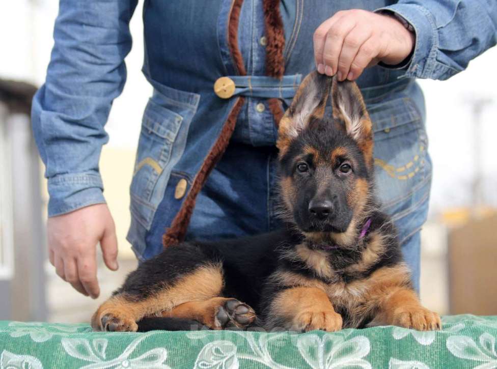 Собаки в Краснодаре: Щенки немецкой овчарки Разнополые, 45 000 руб. - фото 4