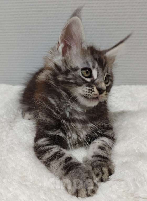 Кошки в Туле: Мейн-кун мальчик  Мальчик, 35 000 руб. - фото 3