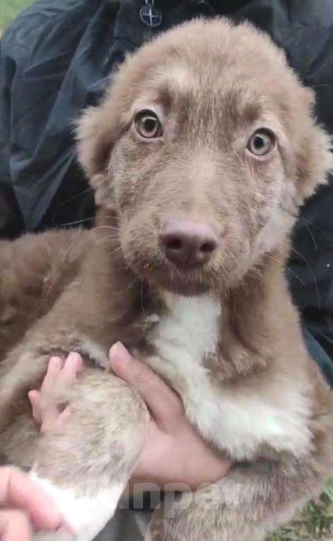 Собаки в других городах Владимирской области: Красивый щенок девочка в добрые руки Девочка, Бесплатно - фото 1