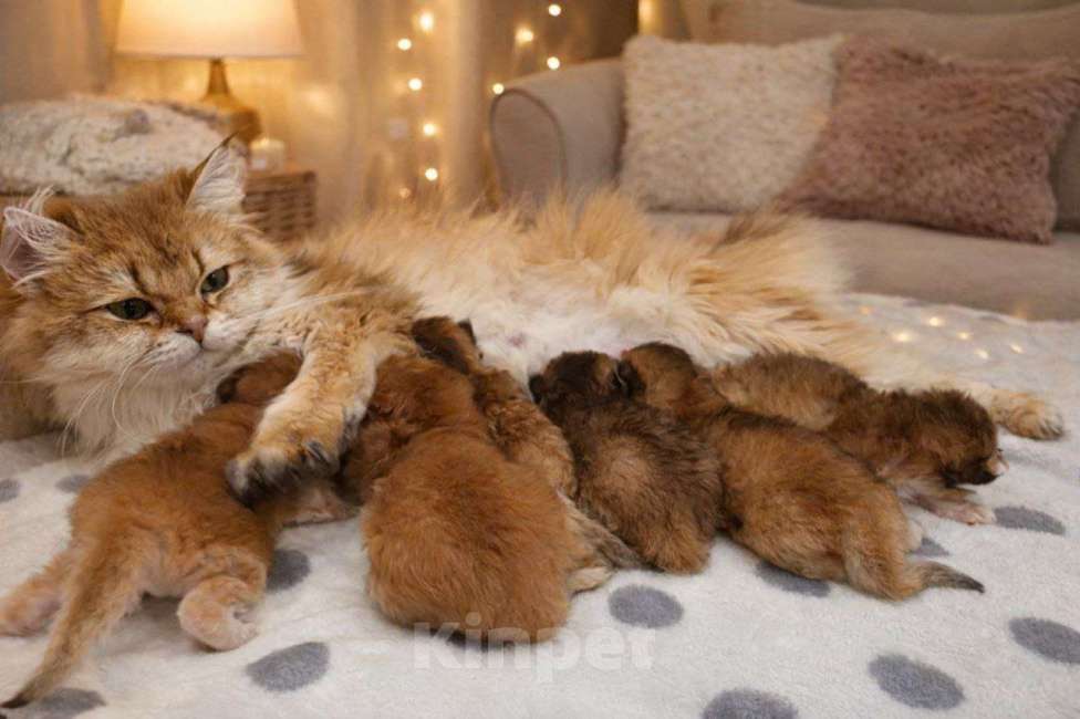 Кошки в других городах Московской области: Британские длинношерстные котята Мальчик, 50 000 руб. - фото 7