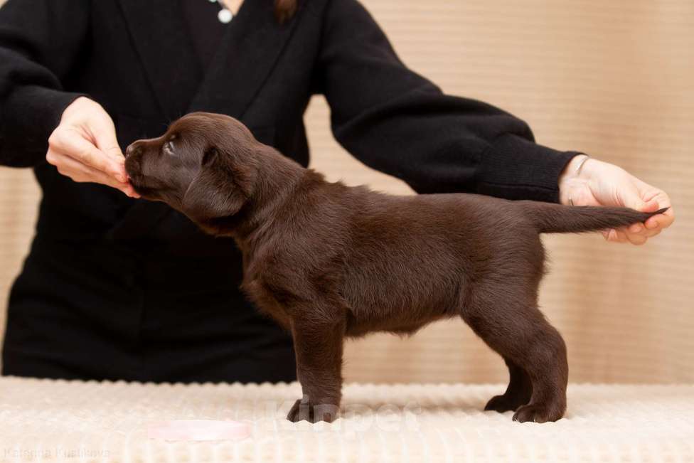 Собаки в Москве: Щенки Лабрадора ретривера шоколадные Девочка, 100 000 руб. - фото 2