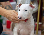 Собаки в Москве: Бультерьер стандартный, щенок  Мальчик, Бесплатно - фото 2