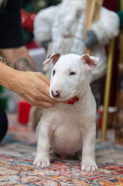 Собаки в Москве: Бультерьер стандартный, щенок  Мальчик, Бесплатно - фото 2