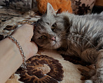 Кошки в Новосибирске: Отдам котика Васю в добрые руки Мальчик, Бесплатно - фото 6
