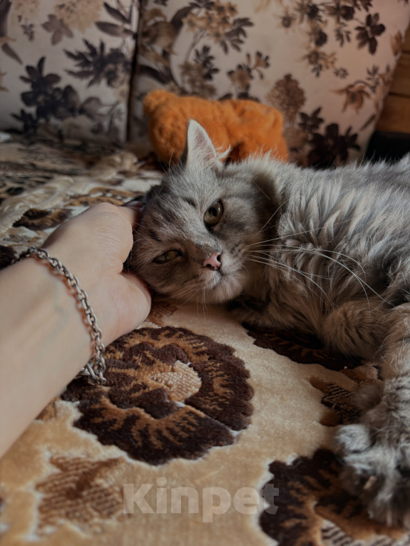 Кошки в Новосибирске: Отдам котика Васю в добрые руки Мальчик, Бесплатно - фото 6