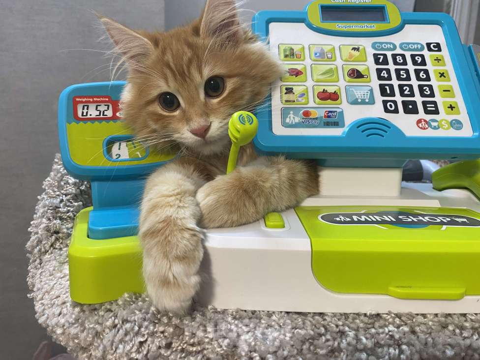 Кошки в Томске: Курильский персик )) Мальчик, 40 000 руб. - фото 2