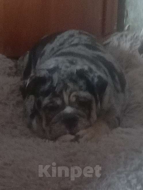 Собаки в Москве: Английский бульдог Девочка, 50 000 руб. - фото 1