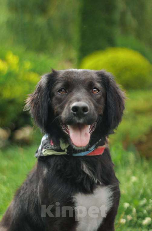 Собаки в Москве: Шоколадный Спаниель Лаки в добрые руки Девочка, 1 руб. - фото 2
